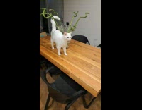 White cat walk around glass vase on table