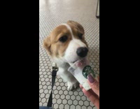 Corgi dog eats puppuccino treat black leash