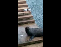 Two seagulls look at seal on stairs