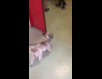 Dog on leash run in place vet