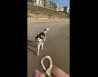 Big fluffy dog runs to owner to reattach to leash 
