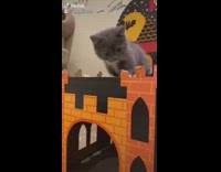 Grey kitten laying on castle house 