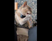 Gray cat bite play with stem stick