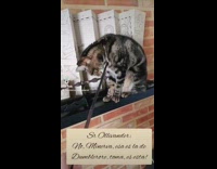 Cat on shelf touches harry potter wand 