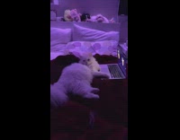 White cat watch fruits dance on laptop