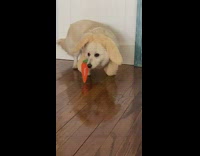 Dog wears a rabbit costume with a carrot 