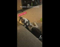 Dramatic husky talking to owner for belly rubs