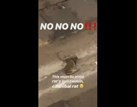 Rat eating another dead rat on train tracks