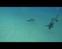 Dolphin Circles Around Divers at Sea