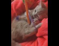 Grey kitten blue toy string red blanket