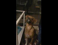 Brown dog sitting in living room smiles