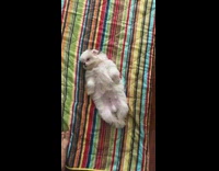 Small white dog lays back striped blanket 