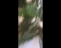 Kitten Jumps at Camera from Under Christmas Tree 