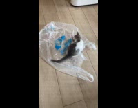 Kitten plays with plastic bag on floor