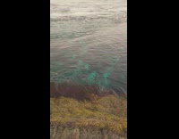 Birds Submerge Underwater to Look for Food