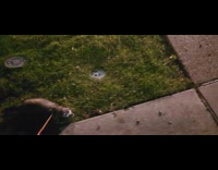 Ferret with leash walks like a dog