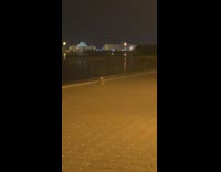 Large Cat Looks at Skyline Alone 