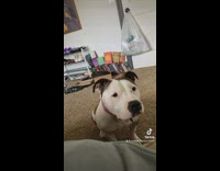 Dog knows owner is sad and comforts her 