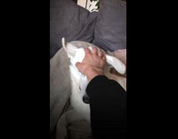 Pet dog head rub while ears flap