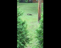 Squirrel grabs the leg of the bird on the grass
