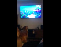 Dog wags tail and watches Finding Dory