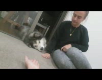 Dog on floor jealous of hand touch
