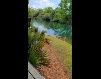 Alligator in the water near some turtles