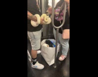Couple rides train with snakes on hand