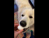 Large dog takes raw egg in mouth 
