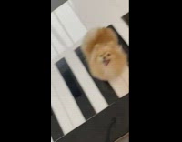 Collab Pets For All - Pomeranian runs on giant piano that plays music