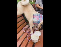 Pug Dog Stand with Feet Up to Eat Ice Cream on Bench