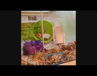 Hamster run fast on the hamster wheel in the store