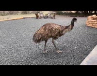 Emu bird avoid Dachshund puppy wants to play