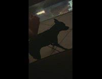 Pet dog scratches its back  on filmers feet