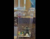 Fish tank poured some water and it cleans itself