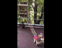 Brown squirrel eats at homemade saloon pt. 2