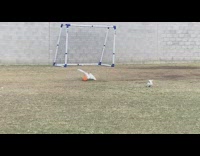 Flock of cockatoos plays with balls on the soccer field
