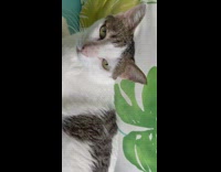 Cat has penis shape on back couch 