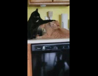Dog bark at two cats on countertop