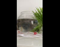Cat watches the goldfish inside the bowl