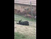 Dog lays on grass to scratch back