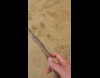 Stingray under sand shore awaken with stick