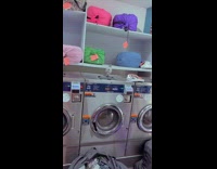 Pigeon on washing machine inside laundry shop