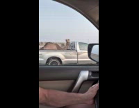 Camel on the back of pickup truck