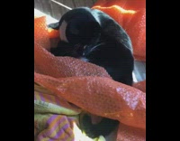 Black white cat catches tail orange bubblewrap 