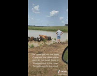 Dad disappointed in cows getting into pond 