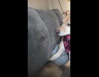 Blonde Dog Rose Bandana Bites At Green Couch