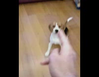 Guy finger gun brown beagle dog barks