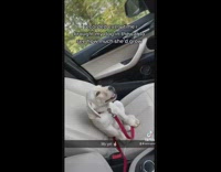 Compilation of dog growing up in car 
