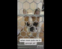 Dog put behind gate jail